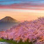 osaka cheery blossoms