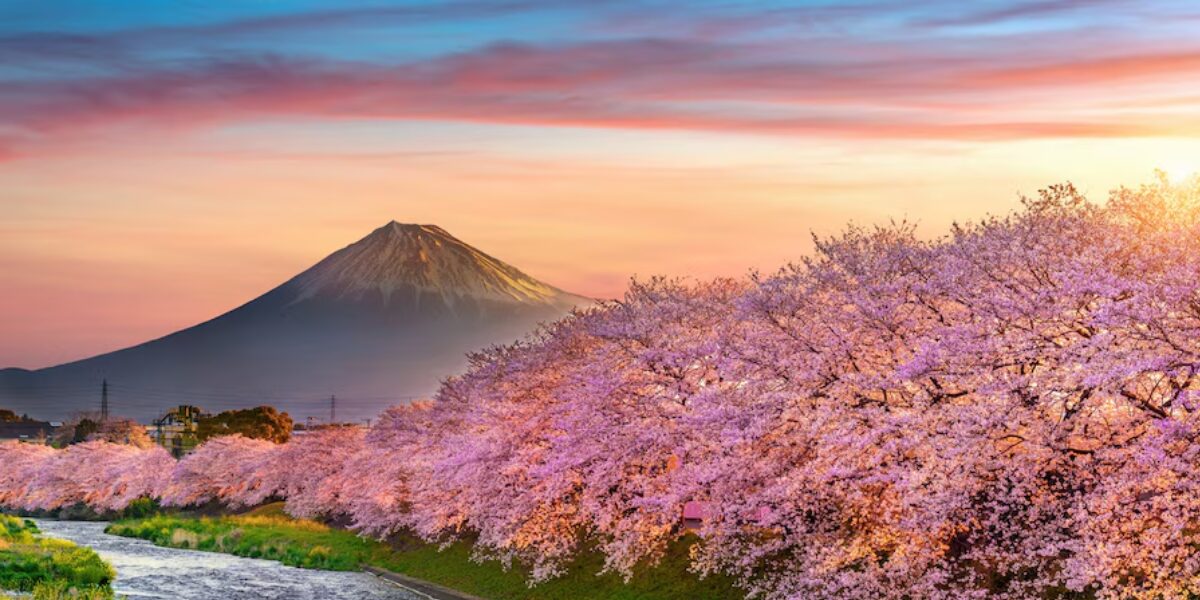 osaka cheery blossoms